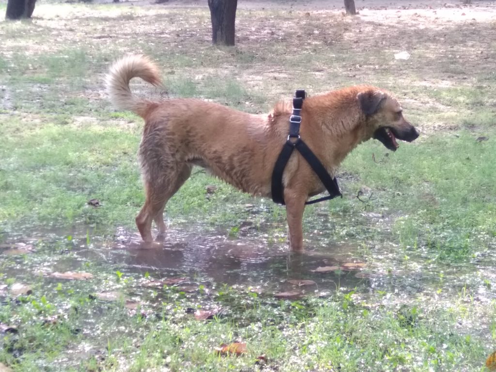 After Swimming and Bathing - Non Pawzone Harness is much much looser than a pawzone harness.