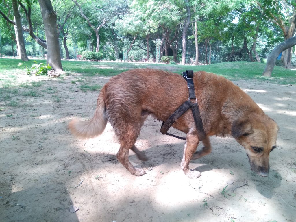 After Swimming and Bathing - Non Pawzone Harness is much much looser than a pawzone harness.