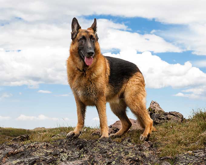Are German Shepherds and Alsatian dogs the same? If not, then what’s the difference between the two?